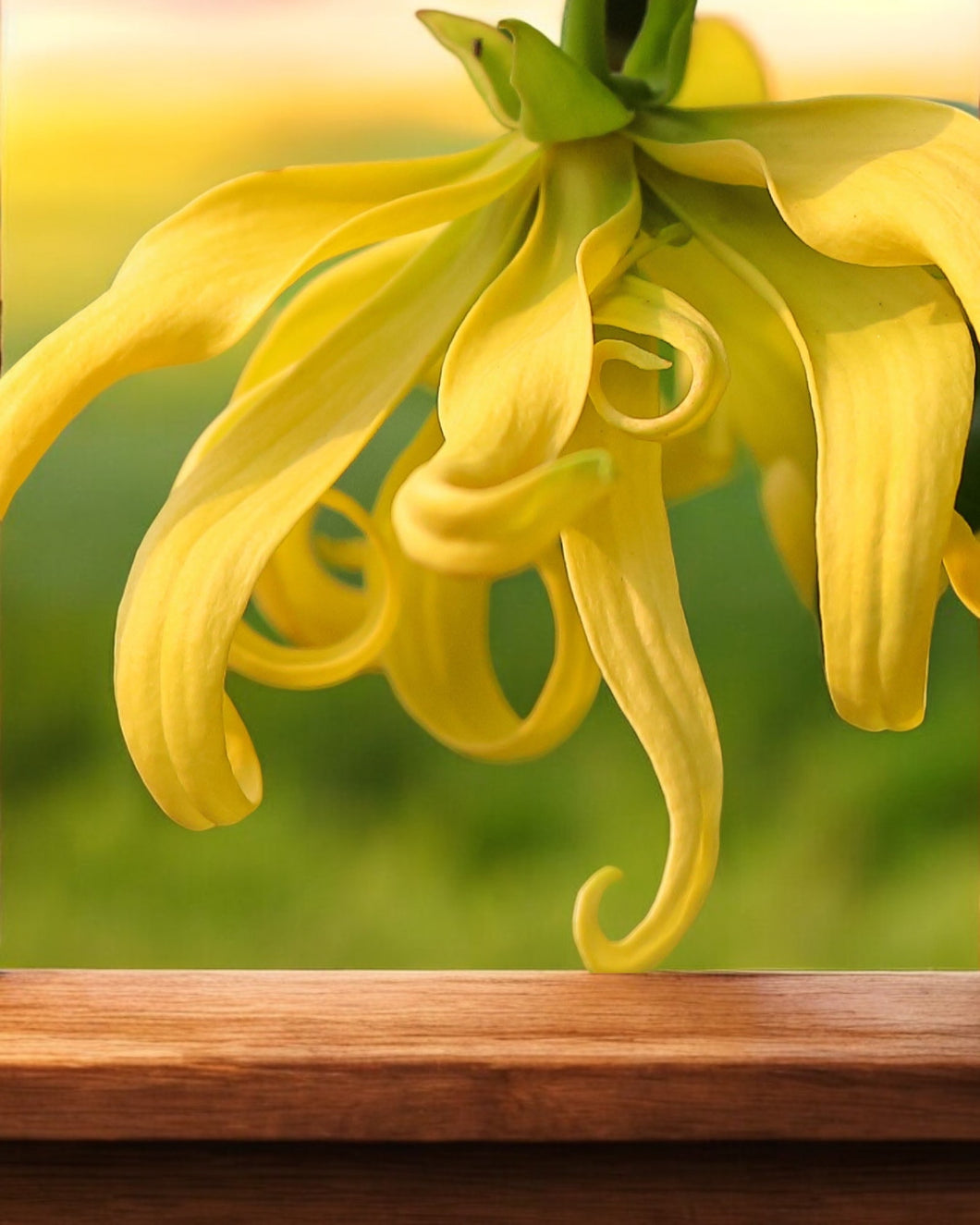 Ylang Ylang - اليالنغ يلانغ