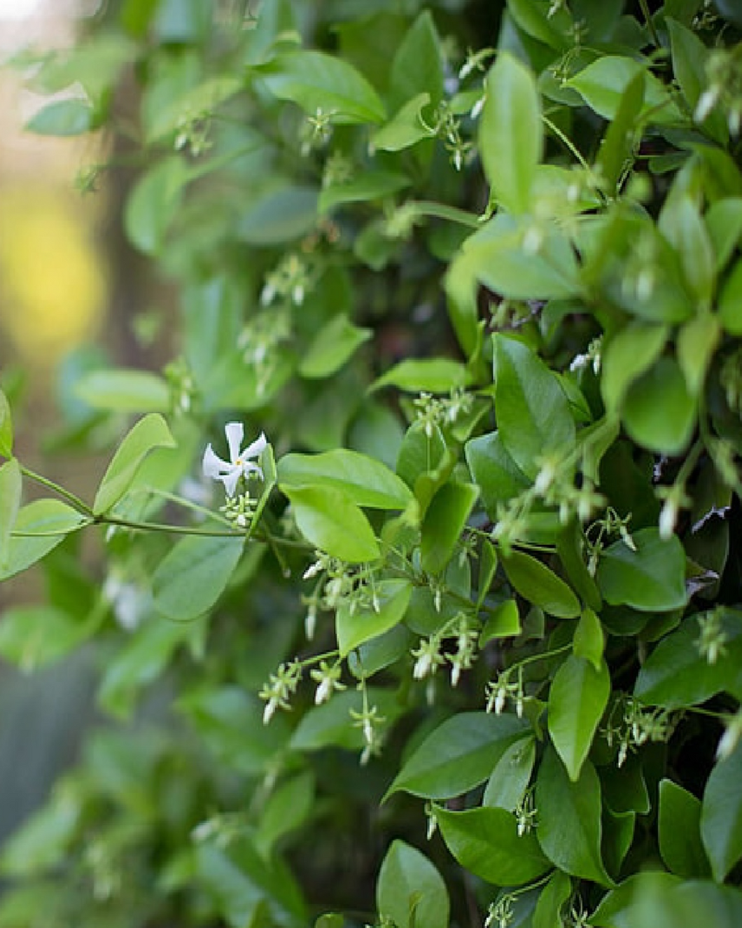 Green Jasmine - الياسمين الاخضر