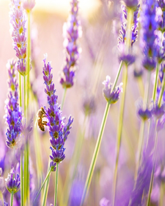 Lavender (FR) - اللافيندر